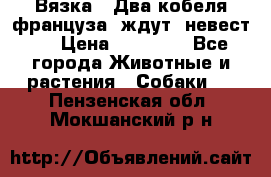  Вязка ! Два кобеля француза ,ждут  невест.. › Цена ­ 11 000 - Все города Животные и растения » Собаки   . Пензенская обл.,Мокшанский р-н